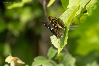 Grote weerschijnvlinder - Purple emperor - Apatura iris