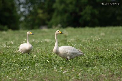 Wilde Zwaan - Whooper Swan 