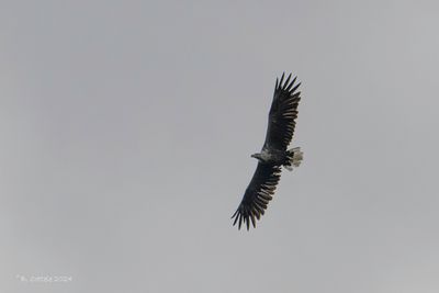 Zeearend - White-tailed Eagle