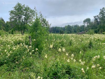 Bloemenweide - Flowered meadow