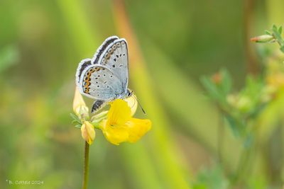 Vals heideblauwtje - Idas blue - Plebejus idas