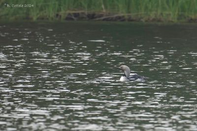 Parelduiker - Black-throated Diver 