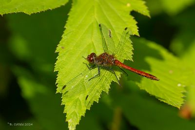 Bloedrode heidelibel - Ruddy darter - Sympetrum sanguineum
