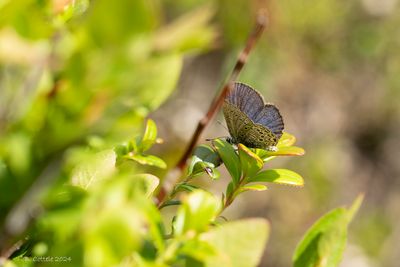 Veenbesblauwtje - Cranberry blue - Agriades optilete
