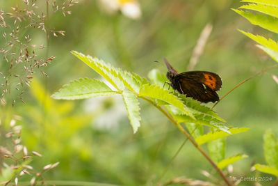 Boserebia - Arran brown - Erebia ligea