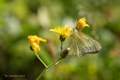 Veengeeltje - Moorland clouded yellow - Colias palaeno
