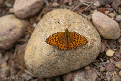 Bosrandparelmoervlinder - High brown fritillary - Fabriciana adippe