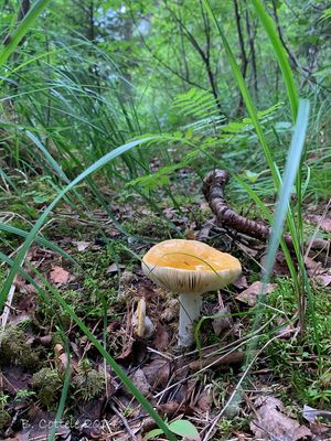 Gele berkenrussula - Yellow russula - Russula claroflava