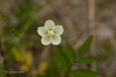 Parnassia - Marsh grass of parnassus - Parnassia palustris