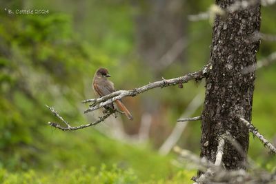 Taïgagaai - Siberian jay - Perisoreus infaustus