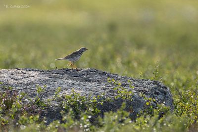 Graspieper - Meadow Pipit