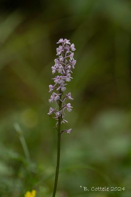 Grote muggenorchis - Fragrant orchid - Gymnadenia conopsea
