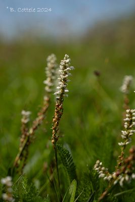 Knolduizendknoop - Alpine bistort - Persicaria vivipara
