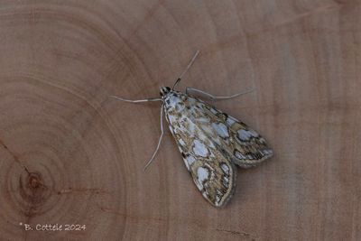 Waterleliemot - Brown china mark - Elophila nymphaeata