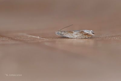 Lichte haakbladroller - Small festooned roller - Ancylis diminutana