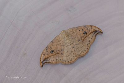 Berkeneenstaart - Pebble hook-tip - Drepana falcataria