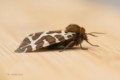 Grote beer - Garden tiger moth - Arctia caja