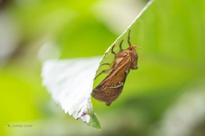 Oranje wortelboorder - Orange swift - Triodia sylvina