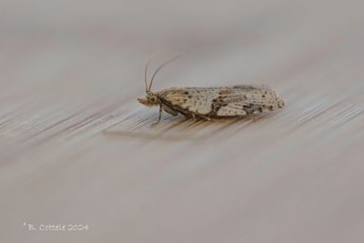 Koolbladroller - Cyclamen tortrix - Clepsis spectrana