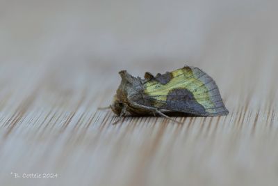 Koperuil - Burnished brass - Diachrysia chrysitis