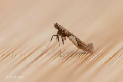 Wilgensteltmot - Caloptilia stigmatella