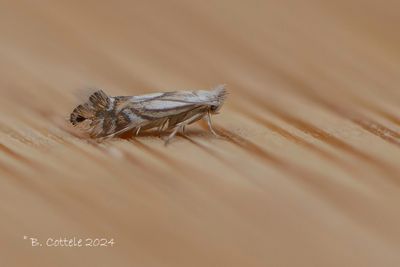Gewone elzenvouwmot - Phyllonorycter rajella
