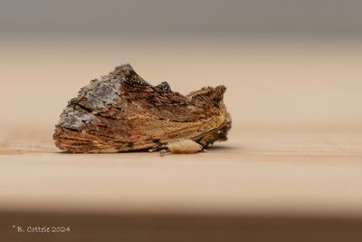Esdoorntandvlinder - Maple prominent - Ptilodon cucullina