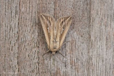 Witte-l-uil - L-album wainscot - Mythimna l-album