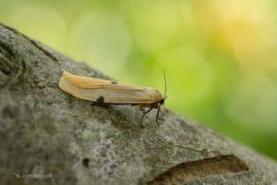 Viervlakvlinder - Four-spotted footman - Lithosia quadra