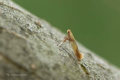 Eikensteltmot - New oak slender - Caloptilia robustella