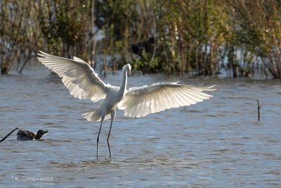 Grote zilverreiger - Great egret - Ardea alba