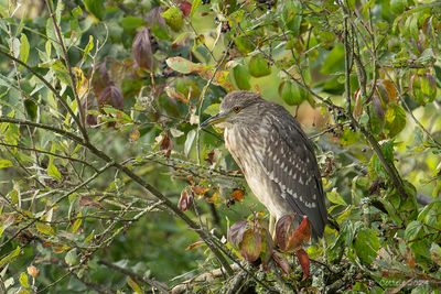 Kwak - Black-crowned night-heron - Nycticorax nycticorax