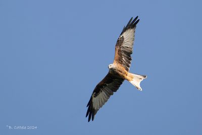 Rode Wouw - Red Kite