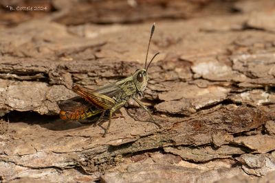 Rosse sprinkhaan - Rufous grasshopper - Gomphocerippus rufus