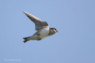 Huiszwaluw - Western house martin