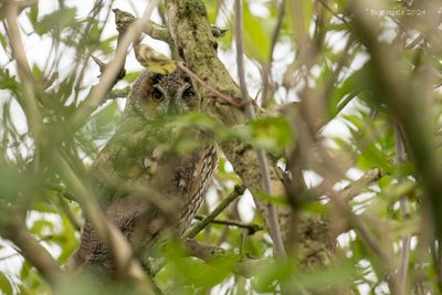 Ransuil - Long-eared Owl