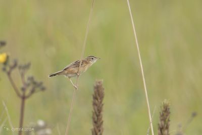 Graszanger - Zitting Cisticola