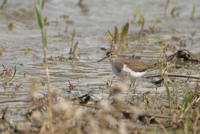 Oeverloper - Common Sandpiper