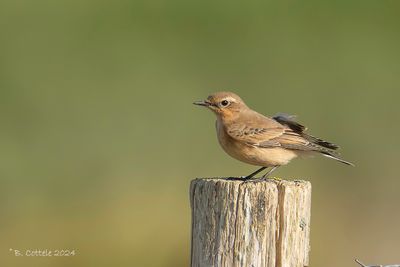 Tapuit - Northern Wheatear