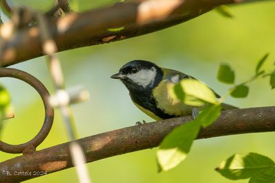 Koolmees - Great tit - Parus major