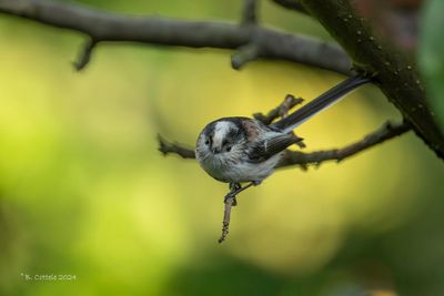 Staartmees - Long-tailed tit - Aegithalos caudatus