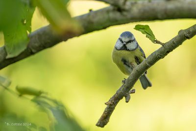 Pimpelmees - Eurasian blue tit - Cyanistes caeruleus