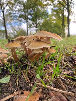 Echte honingzwam - Honey fungus - Armillaria mellea