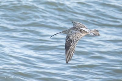 Wulp - Eurasian curlew - Numenius arquata