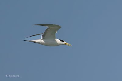 Grote kuifstern - Great crested tern - Thalasseus bergii