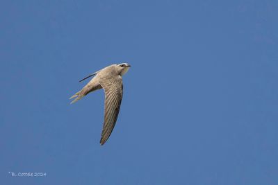 Vale gierzwaluw - Pallid swift