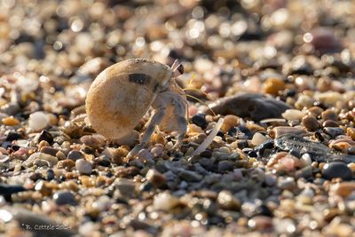Gewone heremietkreeft - Common hermit crab - Pagurus bernhardus