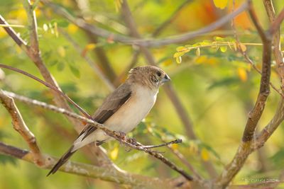 Loodbekje - Indian Silverbill 