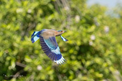 Indische scharrelaar - Indian roller - Coracias benghalensis
