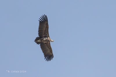 Oorgier - Lappet-faced Vulture 